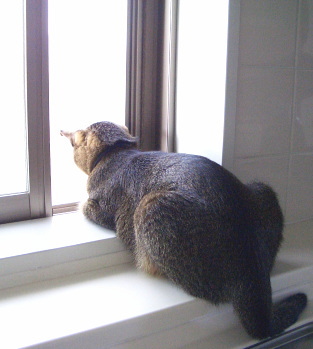 猫は隣人の様子を伺う_a0014810_15125838.jpg