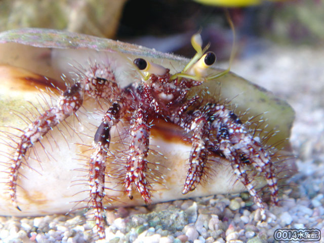 オイランヤドカリ(黒斑タイプ)!_a0017072_18191139.jpg