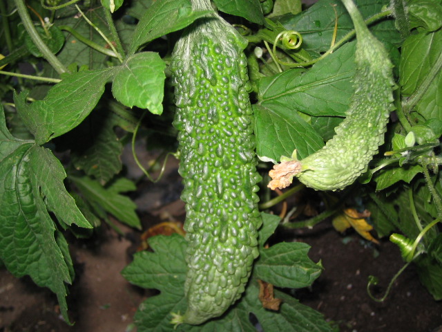 a0008185_7201238.jpg