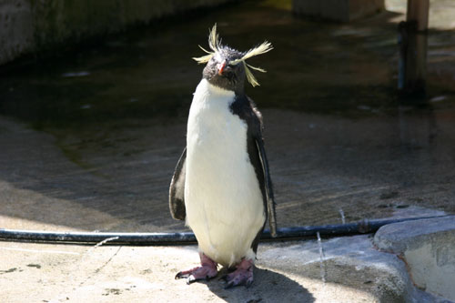 やんのか コラ 水族館ふりーく やんのか コラ 水族館ふりーく