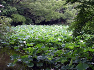 ハスの花が見頃です。_a0026127_9285079.jpg