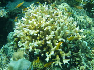 096 ハナヤサイサンゴの一種 ランゲルハンス島の海