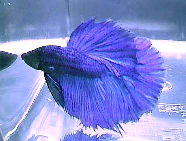 闘魚ー雄ベタはベタベタ子煩悩　(ﾟﾟ;)ｴｴｯ？_a0028694_15402983.jpg
