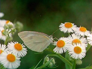 蝶は花の何にひかれて飛んで行くの? _a0028694_1537204.jpg