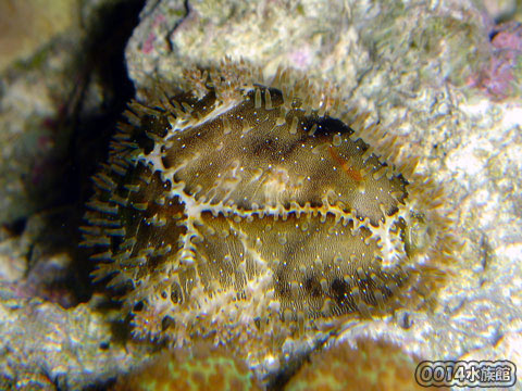 ハナビラダカラガイ!_a0017072_18261630.jpg