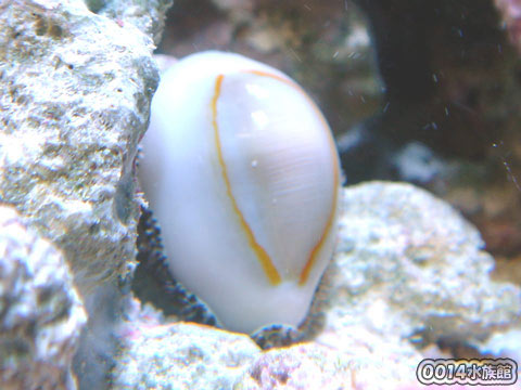 ハナビラダカラガイ!_a0017072_1826420.jpg