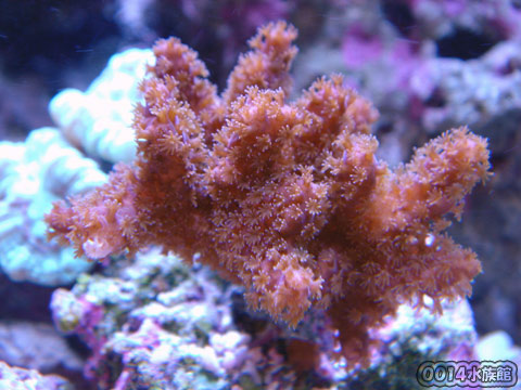 ハナヤサイサンゴ!_a0017072_1925324.jpg