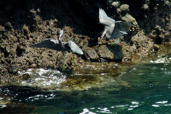 熱海温泉旅行のついでに鳥見_a0035279_22251896.jpg