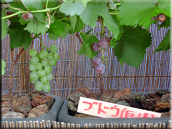 a0020010_8192372.jpg
