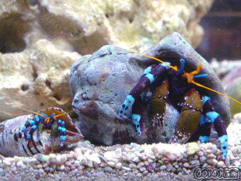 ユビワサンゴヤドカリ 海水魚ショップ やどかり屋 写真館