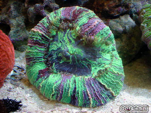 ヒユサンゴ!_a0017072_193445.jpg