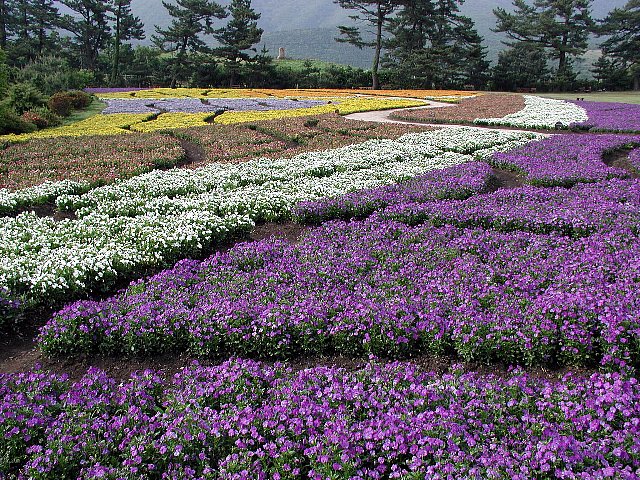 くじゅう花公園で_b0011156_21231284.jpg