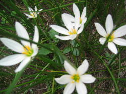 タマスダレの白い花が咲きました。_a0015682_18161398.jpg