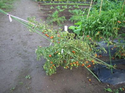 a0008185_9164997.jpg