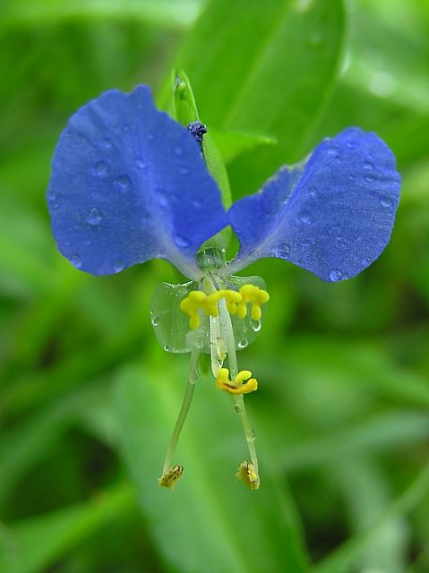 雨中散歩も又楽しからずや（２日朝）_a0024305_23511455.jpg