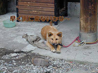 近所の仔犬さん_a0009750_12402519.jpg