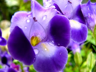 雨の一日・・・_b0000977_239197.jpg