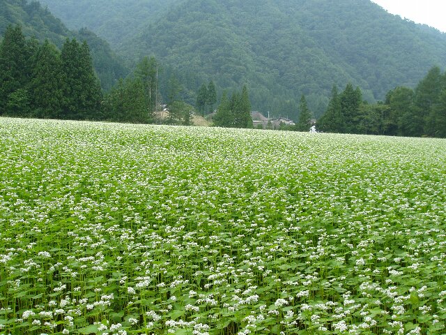 そばの花が咲いています。2_a0009887_073552.jpg