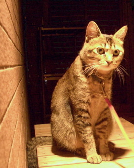 猫は語る・・・_a0014810_10312082.jpg