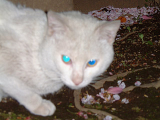 のら猫002　花見_a0028451_1343450.jpg