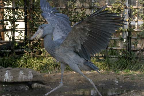 いろいろ_b0016600_0341355.jpg