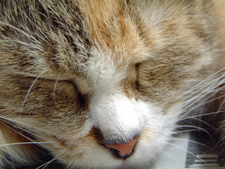 寝顔どアップ5_a0028451_20581872.jpg
