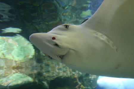 サンシャイン国際水族館（東京）～マダラトビエイ～_b0024125_9203431.jpg