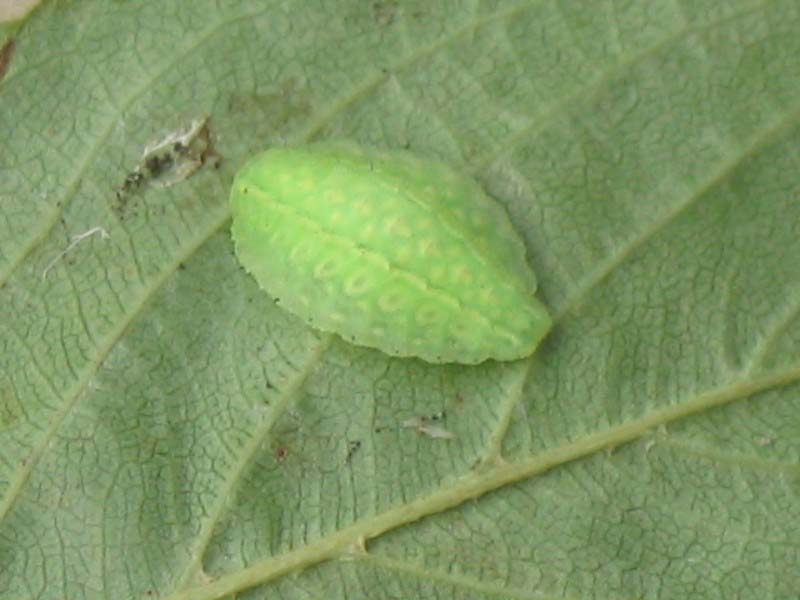 桜の葉にいたバッジみたいな虫 昆虫ブログ むし探検広場