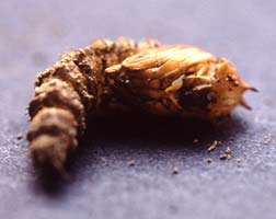 ナゾのトゲ付き蛹 : 昆虫ブログ むし探検広場 ナゾのトゲ付き蛹 : 昆虫ブログ むし探検広場