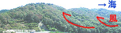 塩害_a0034287_11582146.jpg