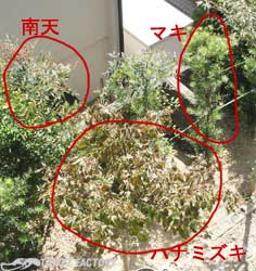 塩害_a0034287_12243733.jpg