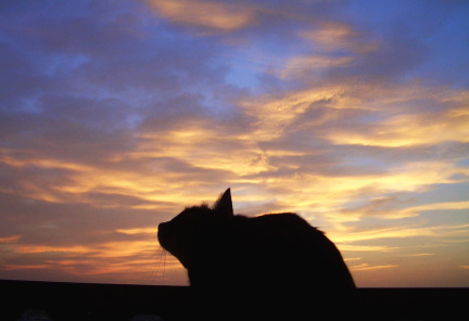 猫は夜明けを待つ_a0014810_0533521.jpg