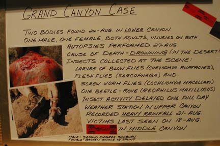 世界初の『CSI:犯罪現場の昆虫たち』展示会とは?_a0028694_821402.jpg