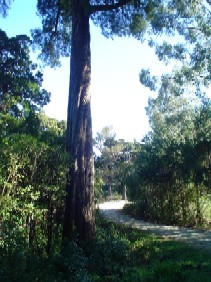 I met a Kiwi man in a forest.[25th August]_a0018711_1145849.jpg