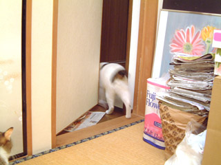 ヨウカンのドア開け_a0028451_22210100.jpg