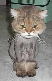 ライオンネコ？(=^. .^=)ﾐｬｰ_a0028694_0434587.jpg