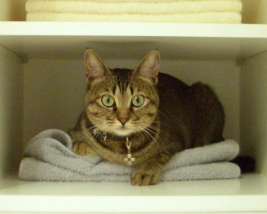 猫は収まる_a0014810_14144365.jpg