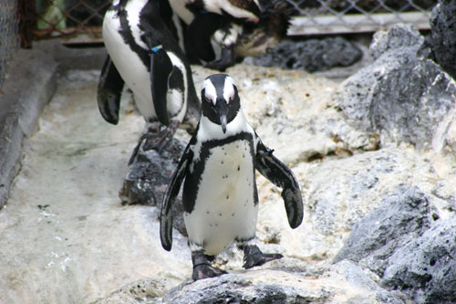 ケープペンギン