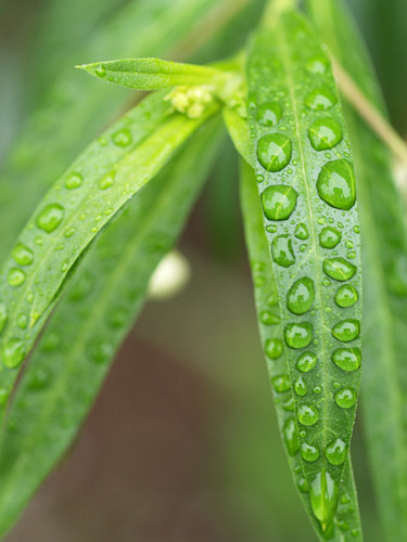 雨の降る日に_a0003746_15431396.jpg