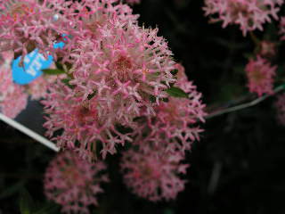 a0018414_19384364.jpg