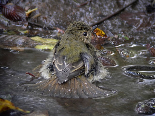 木漏れ日を浴びて_b0033459_12263749.jpg