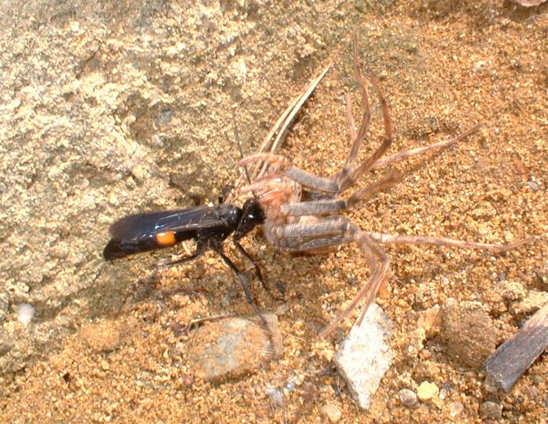 自分よりも大きなクモを狩るハチ 昆虫ブログ むし探検広場
