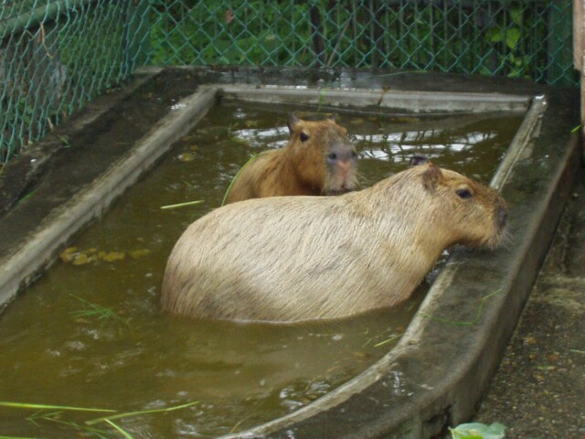 この動物なぁに？？_b0029817_13462116.jpg