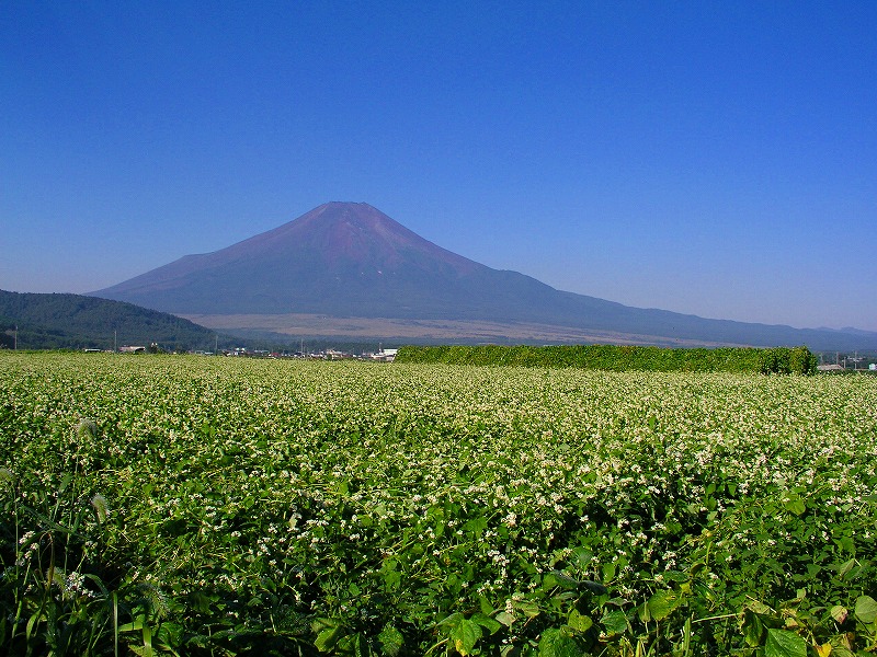 忍野_b0034138_14165211.jpg