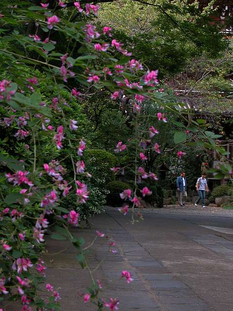 萩咲く寺_a0017196_17202610.jpg