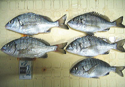 a0031005_2144398.jpg