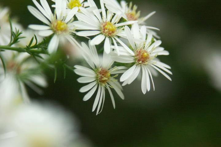 秋の小さな花_b0002298_19552984.jpg