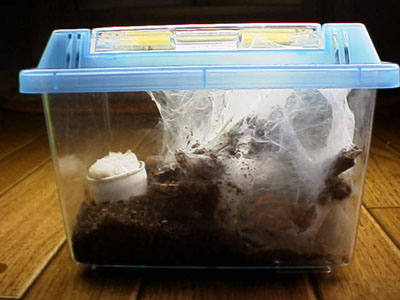 タランチュラ Y Style Tokyo