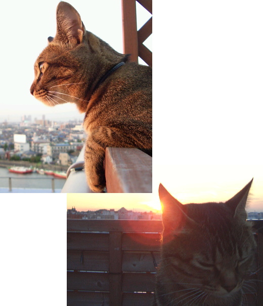 猫は黄昏時を好むⅡ_a0014810_11212439.jpg