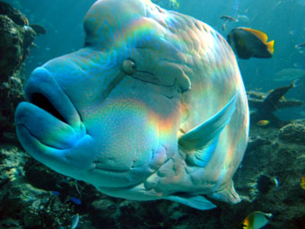 【特集】美ら海水族館_a0027149_20562389.jpg